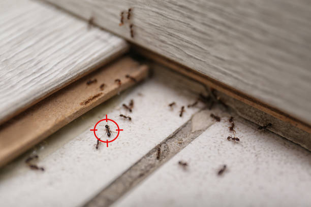 Best Termite Control Services  in Williamston, SC