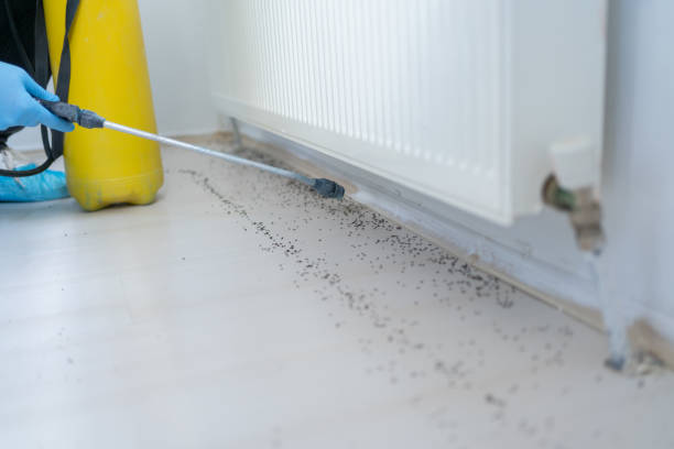 Best Flea Control Services  in Williamston, SC